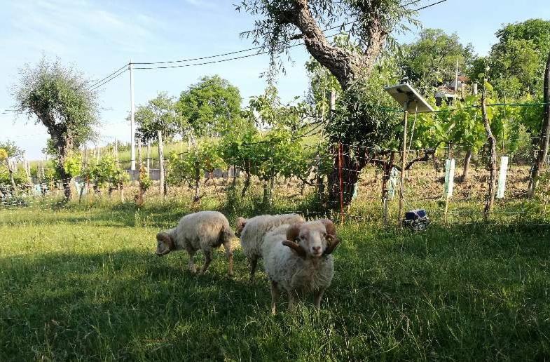 Affittacamere Wine House Rakar Gračišče Esterno foto