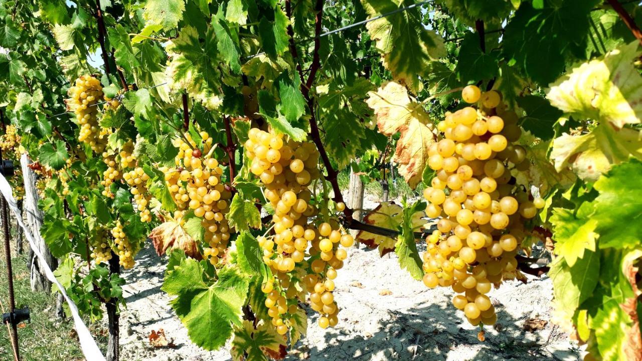 Affittacamere Wine House Rakar Gračišče Esterno foto
