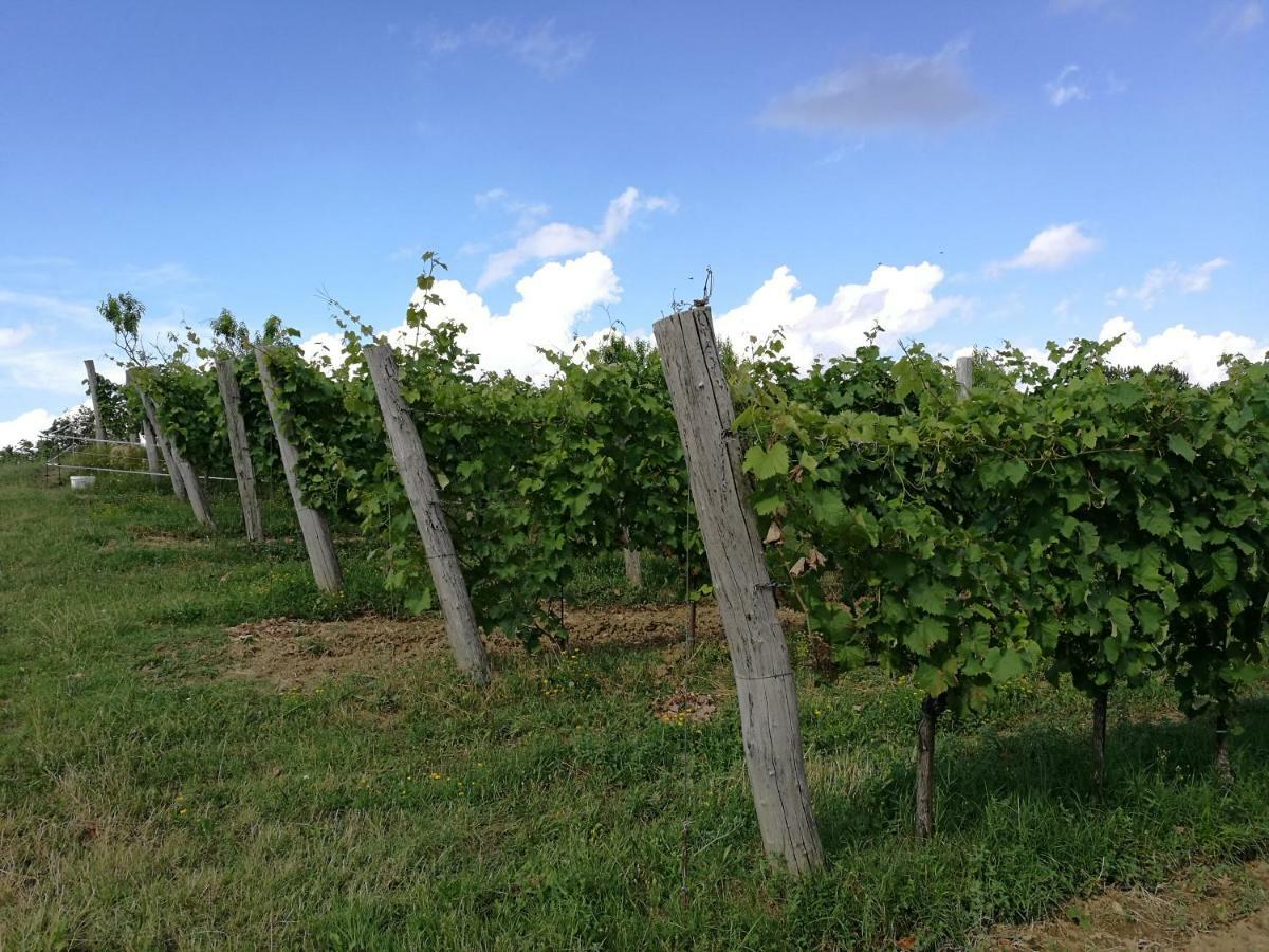 Affittacamere Wine House Rakar Gračišče Esterno foto